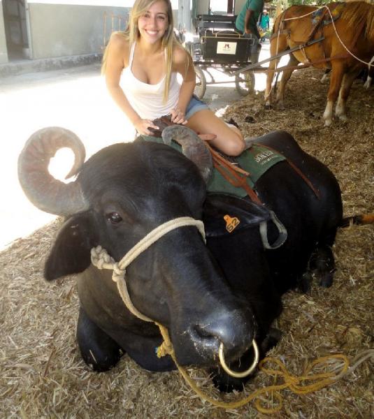bull_20and_20horses.jpg
