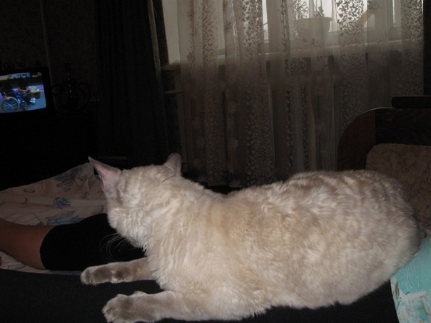 cat2.JPG