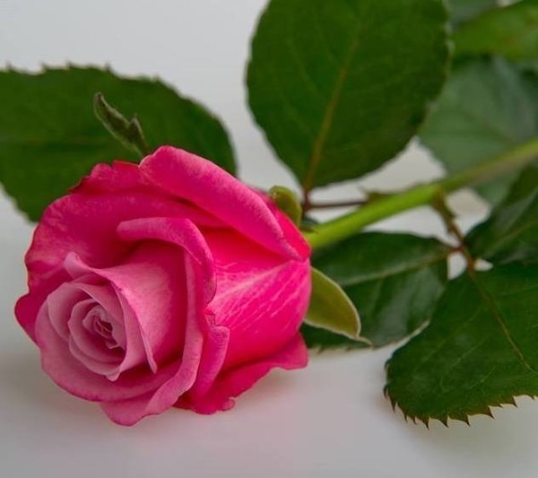 flower_009.jpg