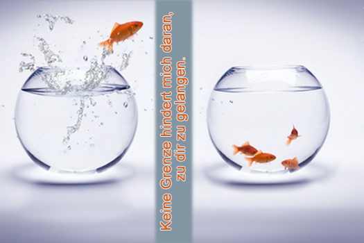 goldfische-becken.jpg