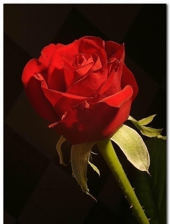 lovely_rose-1.JPG