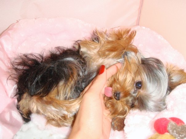 my_small_sunnie.jpg