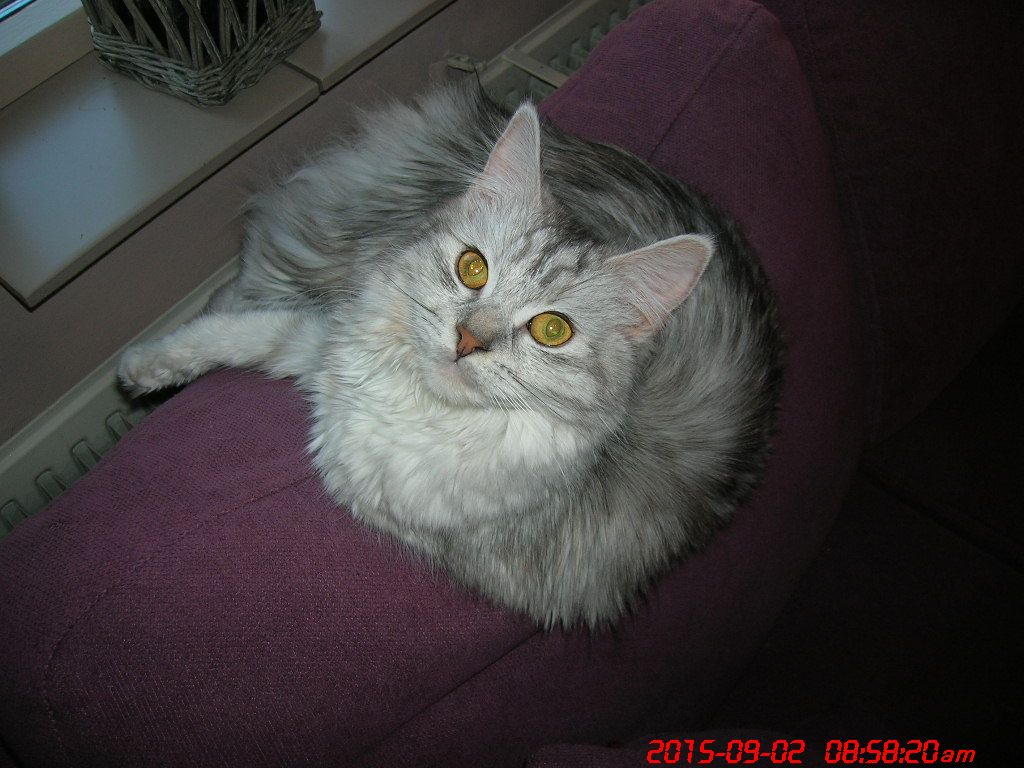 simba1.JPG