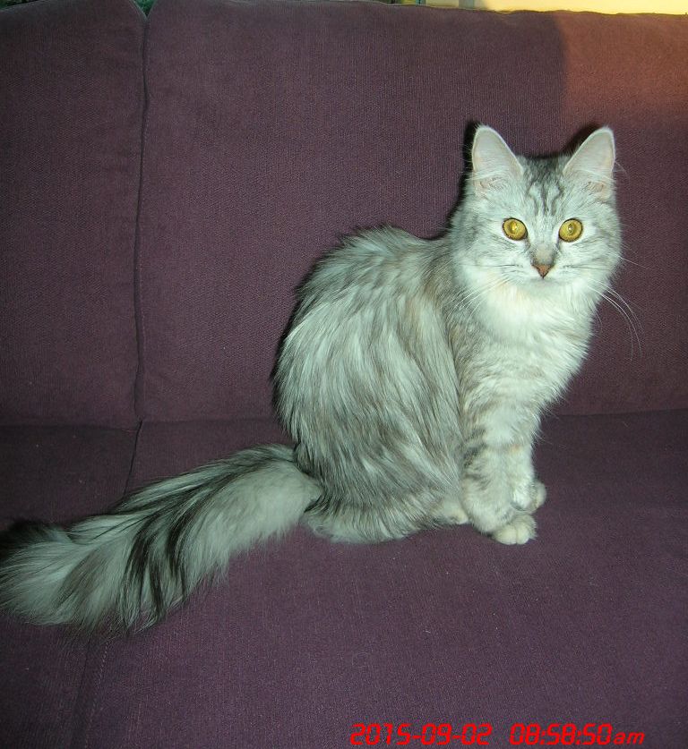 simba2_001.jpg