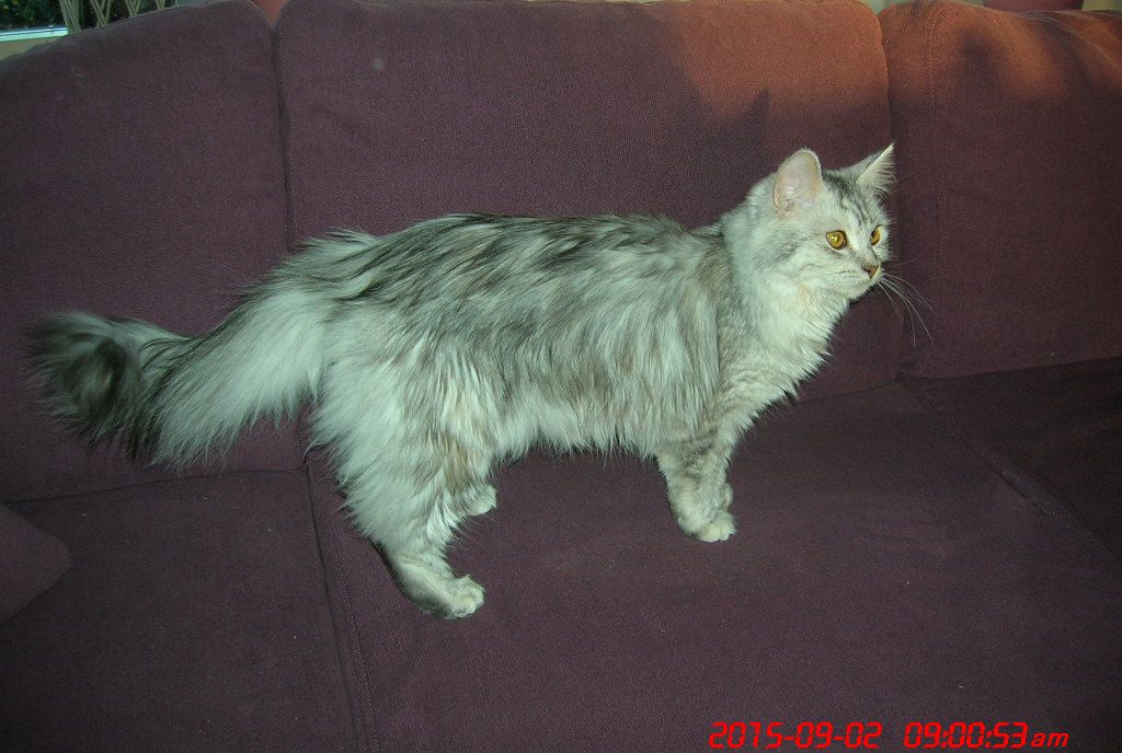 simba3_002.jpg